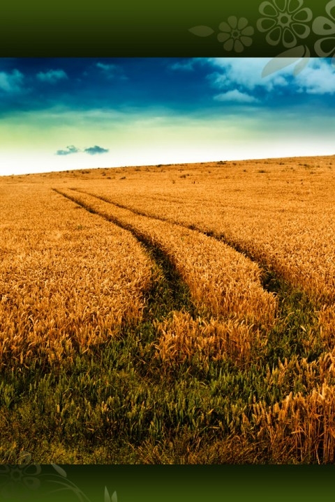 Medicine Man - Hubbard